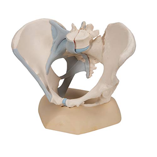 Image of 3B Scientific H20 /2 Female Pelvis w / Ligaments 3 Part - 3B Smart Anatomy