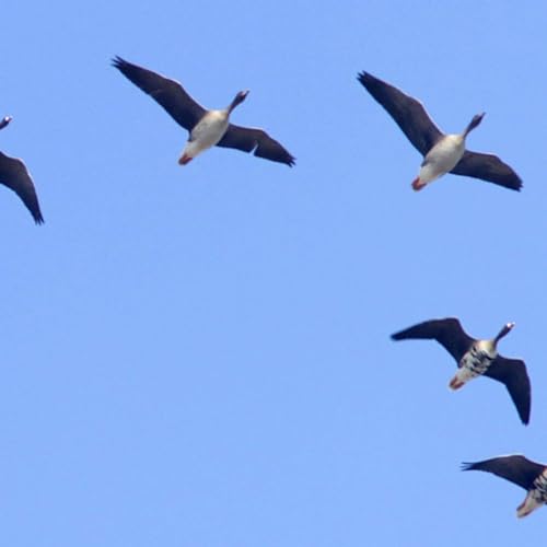 Pazdziernik na Wsi /Pizdziernik.