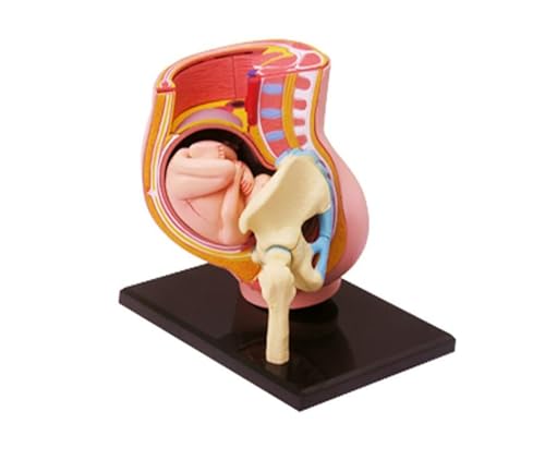 Modelo de pelvis humana para entender el útero con feto 4