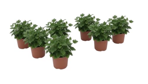 Pack Verano Mediterráneo – Seis Geranio Perfumado Antimosquitos Natural en Maceta | DECOALIVE Plantas Aromáticas de Exterior para Terraza y Jardín