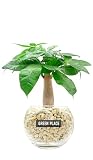 GREEN PLACE パキラ ミニ 観葉植物 本物 ギフト 【鉢 × 植え込み材を選べる】 ゼオライト バルーン鉢 TN