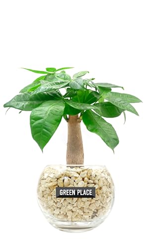 GREEN PLACE パキラ ミニ 観葉植物 本物 母の日 ギフト 【鉢 × 植え込み材を選べる】 ゼオライト バルーン鉢 TN（Amazon）