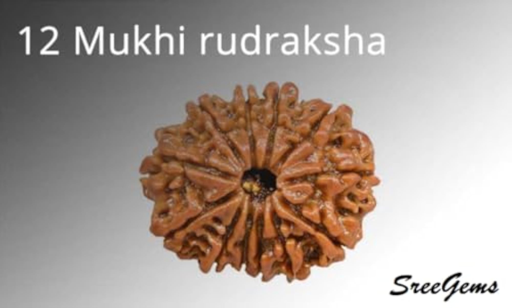 12 Mukhi Rudraksha Original Certified Bead