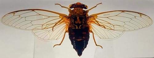 Image of 4.3 inch Real Cicada w /Open Wings in Crystal Clear Lucite Resin Paperweight Crafts Specimen Preserved Insect Bug Taxidermy Collection for Biology Science Education & Desk Ornament Display Supplies