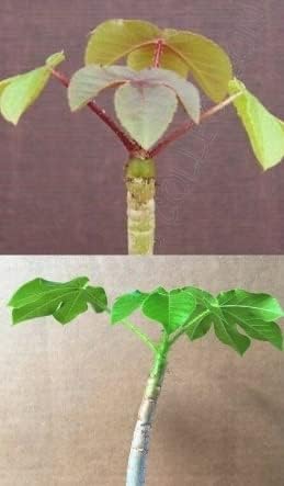 JATROPHA Collection Rare Exotic Succulent Cacti Plant Collector Combo 4" Plants