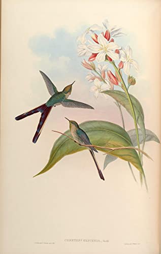 Impression d'art oiseau Lesbia Victoriae John Gould tableau toile déco 60x90cm