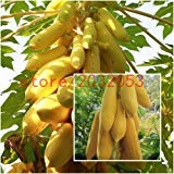 New Arrival!!! fruit papaya seeds 50 pcs Yellow Gold Papaya Heirloom Seeds, Delicious Fruit, Unique Very RARE New Arrival!!! fruit papaya seeds 50 pcs Yellow Gold Papaya Heirloom Seeds, Delicious Fruit, Unique Very RARE