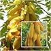 New Arrival!!! fruit papaya seeds 50 pcs Yellow Gold Papaya Heirloom Seeds, Delicious Fruit, Unique Very RARE