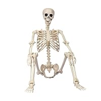 Halloween Human Skeleton Model with Movable Joints Standing Scene Arrangement Plastic Simulation Easy Assembly Long term Reuse Decor