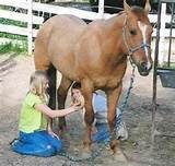 Inside the World of Horses 0860201554 Book Cover