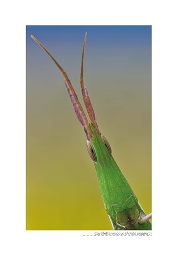 Animali Meravigliosi E Come Salvarli - 5