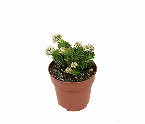 DIXIESTORE Grubosh Buddha Temple Pflanze - Echte Topf Sukkulente - Luftreinigend - Lebende Dekorative Topfpflanze - Pflegeleicht - Topfdurchmesser 8cm