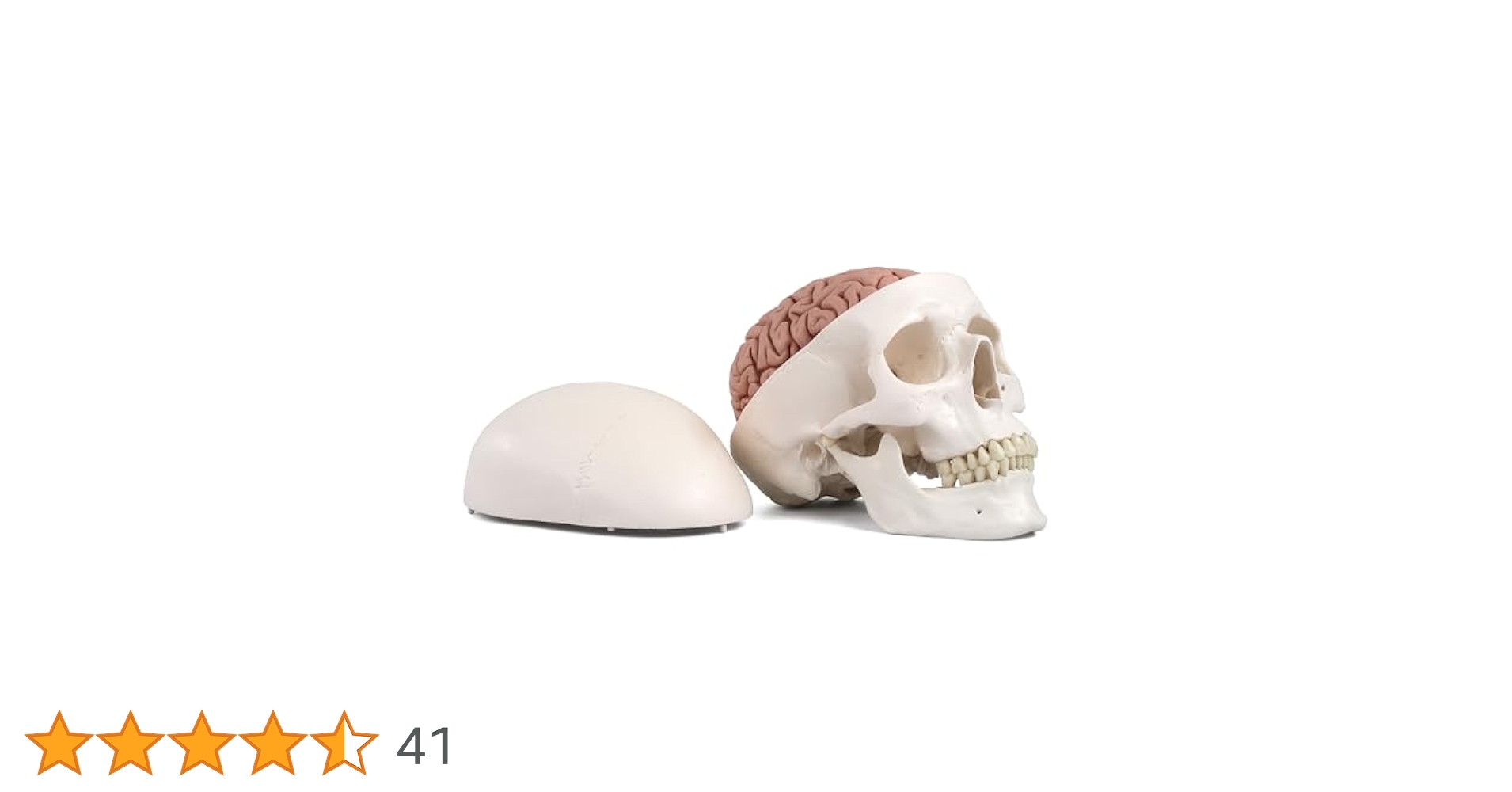 頭蓋　脳付　8分解モデル - 3B Smart Anatomy 頭蓋，脳付，8分解モデル | 日本スリービー・サイエンティフィック