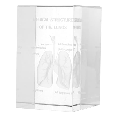 Modèle de poumon humain 3d objet scientifique éducatif de cube en cristal Luxshiny