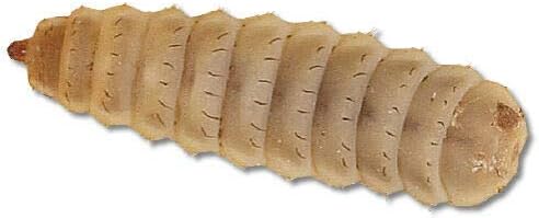 Livefood UK Live Calci Worms approx. 500 worms - 5 tubs of 100 worms