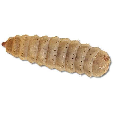 Livefood UK Live Calci Worms approx. 300 worms - 3 tubs Cover