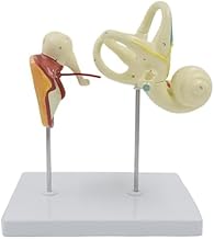 Human Ear Anatomical Model, Human Anatomy, Inner, Teaching of The Internal Structure of The