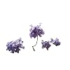 50 Samen Palisander Baum -Jacaranda mimosifolia- Bonsai Geeignet