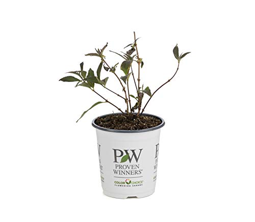 Yuki Cherry Blossom (Deutzia) Live Shrub, Light Pink Flowers, 4.5 In. Quart #TOP4