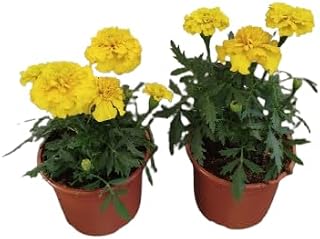 Tagete Amarillo Pack 2 Plantas Naturales con Flores de Color Amarillo