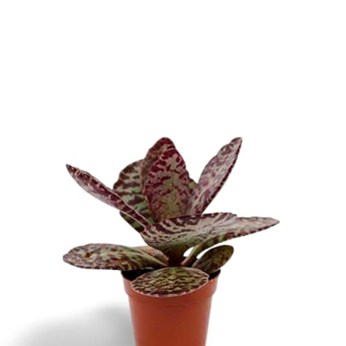 OhhSome Succulent Plant Kalanchoe Humilis Desert Surprise Live Indoor Treasury - Computer Table|House|Office Desk|Garden (Healthy Plant) (B09K4JG6TV) Amazon Price History, Amazon Price Tracker