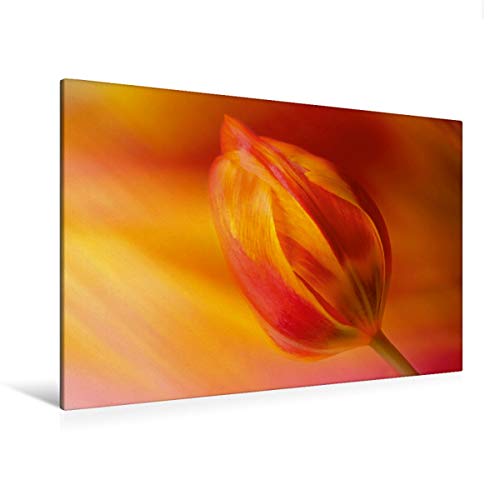 Calvendo Premium Textil-Leinwand 120 cm x 80 cm quer, EIN Motiv aus dem Kalender Tulpen | Wandbild, Bild auf Keilrahmen, Fertigbild auf echter Leinwand, Leinwanddruck: Verschlossen Natur Natur