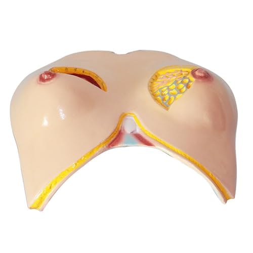Model anatomii piersi człowieka do edukacji medycznej, anatomiczny model nauczania do demonstracji patologicznej, szczegółowa struktura piersi do celów edukacyjnych