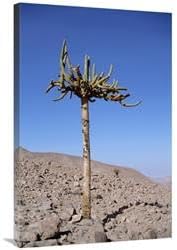 24 x 36 in. Candelabra Cactus, Lluta River Valley, Atacama Desert, Chile Art Print - Tui De Roy