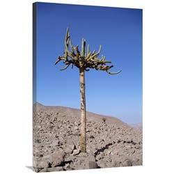 24 x 36 in. Candelabra Cactus, Lluta River Valley, Atacama Desert, Chile Art Print - Tui De Roy