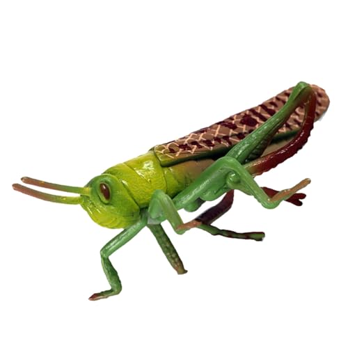 TOYANDONA Figurine De Sauterelle Réaliste Modèle De Sauterelle Artificielle pour Décoration Extérieure Plastique Lisse Éducatif Et Décoratif