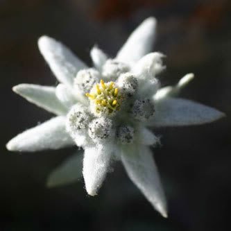 50 Edelweiss Leontopodium Alpinum White Flower Seedscomb S/H #TOP2