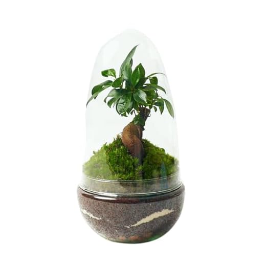 Terrario Plantas Cristal - Cúpula con Ficus Ginseng | Jardin Eterno en Cristal o Ecosistema Cerrado | Ideal para Decoración Hogar | Terrarios Autónomos | Pequeño, 26cm x 12cm