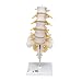 3B Scientific A74 Lumbar Spinal Column, 13.4" Height