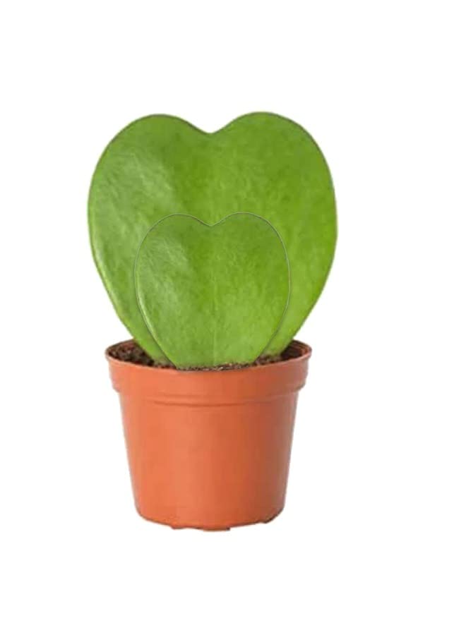 Hoya Kerii Double Heart 5-10 CM | Fresh Indoor Plants