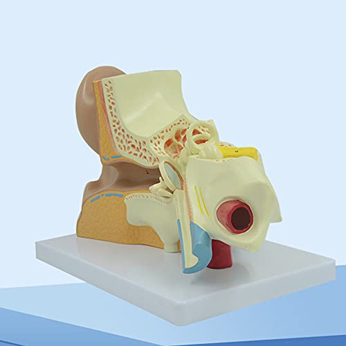 Modelo De Anatomía Del Oído Humano 3X Que Muestra Las Piezas Extraíbles Del Oído Externo, Medio E Interno. Modelo Educativo De Ensamblaje. Modelo Anatómico De Oído Humano Gigante. Modelo Anatómico De