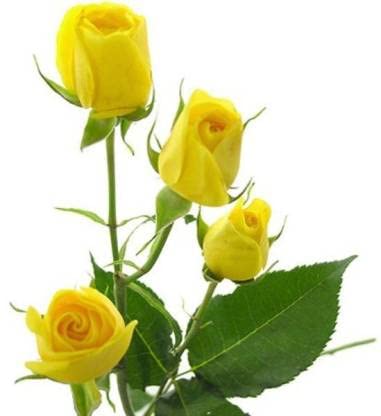 Beautiful Yellow Rose Flower Live Plant grafted 