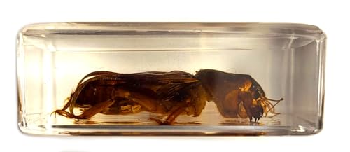 Image of 44mm Real Mole Cricket in Crystal Clear Lucite Resin Specimen Preserved Animal Insect Bug Taxidermy Crafts Collection for Biology Science Education & Desk Ornament Display Supplies Small Paperweight