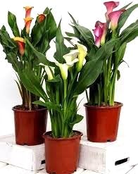 Gislenus Peace Lily Flower Live Healthy Plant Pack of 3 Indoor Plants for Vibrant Spaces (B0CRYYBXZC) Amazon Price History, Amazon Price Tracker