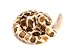 Wishpets Stuffed Animal - Soft Plush Toy for Kids - 70" Curling Rattle Snake with Rattle