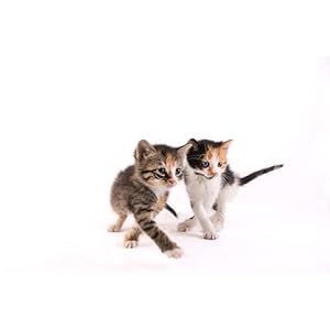 Hartz Powdered Kitten Milk Replacer Formula 11oz Cucciolini Doodles Hartz powdered kitten milk replacer formula 11oz cucciolini doodles