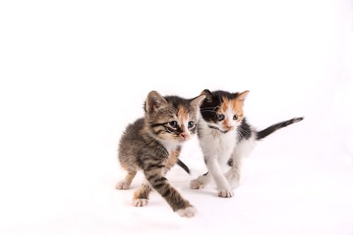 Hartz Powdered Kitten Milk Replacer Formula 11oz Cucciolini Doodles Hartz powdered kitten milk replacer formula 11oz cucciolini doodles