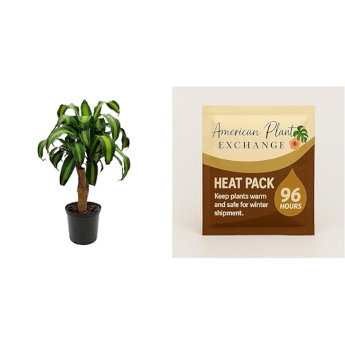 American Plant Exchange Dracaena Mass Cane 'Corn Plant' with Heat Pack for Winter Protection, Live...