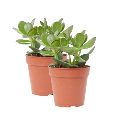 Verdecora Árbol de Jade | Planta suculenta | Planta natural de interior | Fácil cuidado y gran resistencia (Maceta Ø13cm PACK 2 UNIDADES)
