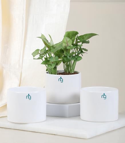 Image of Nurturing Green Combo of 3 White Ceramic Pots | Plant Pots for Indoor | Flower pots for Home Decoration (Size: 3.5 Inch Wide*2.8 Inch High)