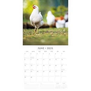 Redrobin2025chickensmonthlywallcalendar12x24openpremiumthicksturdypaperhangable12monthcalendarplasticfree4monthtransitionpagefor2024 Urban Country Home Decor Red robin 2025 chickens monthly wall calendar 12 x 24 open premium thick sturdy paper hangable 12 month calendar plastic free 4 month transition page for 2024 urban country home decor