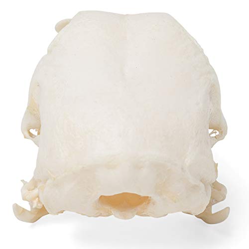 Image of 3B Scientific GmbH T30070 Chicken Skull