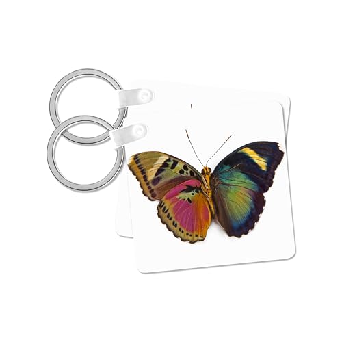 3dRose, Common Pink Forester Butterfly, comparing the top and bottom