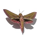 Application : Parfait pour enseigner des spécimens de l'école, exposer des spécimens dans le musée naturel, des ornements décoratifs de la famille, des villes de livres de l'étude, des presse-papiers, etc., et peut également être utilisé comme cadeau pour offrir.