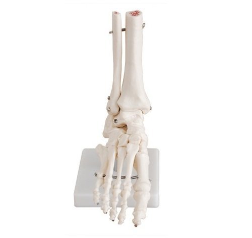 Human 1:1 Size Foot Joint Bone Simulation Model Medical Anatomy Type:DR-XF-0006