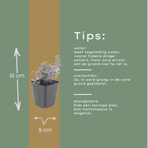 Nepeta faassenii résistant à la sécheresse pour végétaliser un sol pauvre - 7